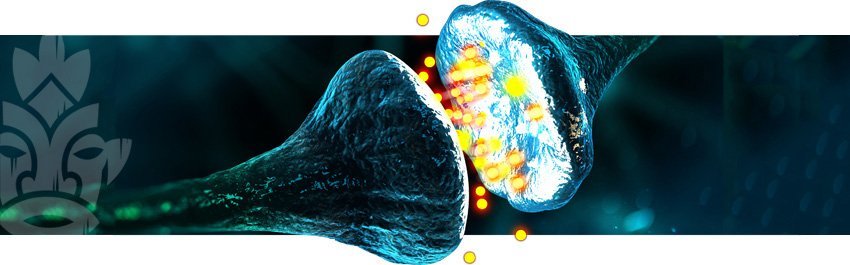 Endocannabinoïdensysteem